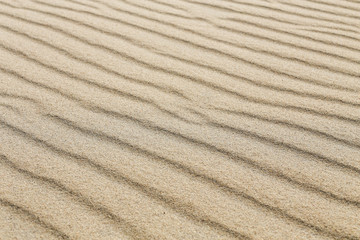 Fototapeta na wymiar Sand dune lines and patterns sculpted by wind on Parnidis sand dune - popular tourist point in Lithuania. Located in Nida, in Curonian Spit between curonian lagoon and baltic sea. a Unesco site.