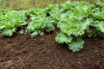 organic farm vegetable