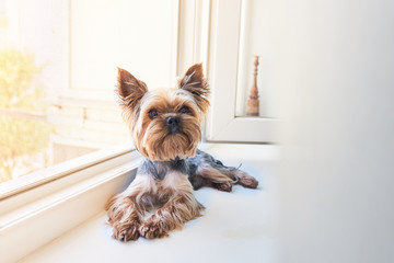 A Yorkshire Terrier dog looks out the window 