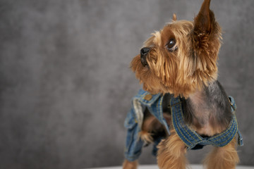 Yorkshire Terrier close-up on a concrete background