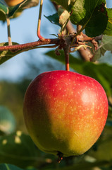 Apple on a sunny day in fruit garden.NEF