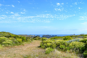 Blooming spring flowers and cacti on a sea shore