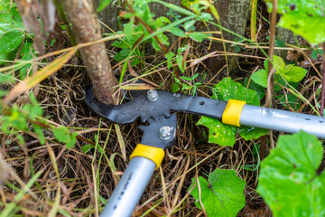 Gardener pruning trees