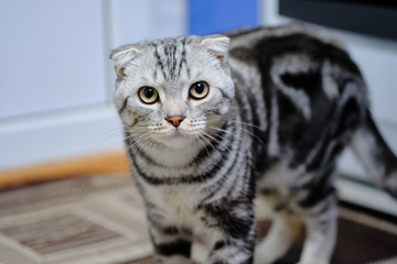 Scottish fold cat looks right at home. striped cat