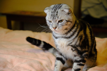 Scottish fold cat looks away at home. striped cat