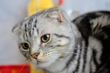 Scottish fold cat looks away at home. striped cat