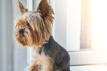 A Yorkshire Terrier dog looks out the window 