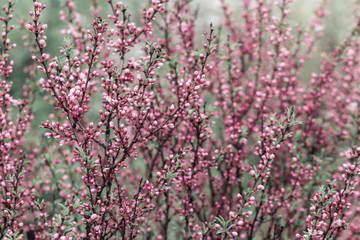 Blossom tree with small pink flowers and raindrops over nature. Toned image. Selective focus.