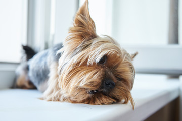 Dog Yorkshire Terrier eats a snack 