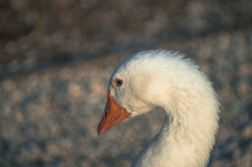 Goose