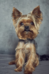 Yorkshire Terrier close-up on a concrete background 