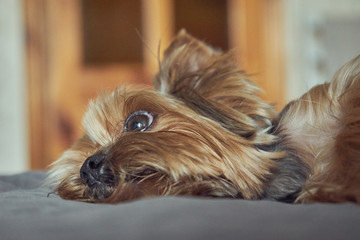 yorkshire terrier lies asleep on the bed 