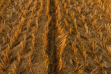 imprint of an agricultural machine in a dried meadow /pattern of dried  grass with an imprint of an agricultural machine