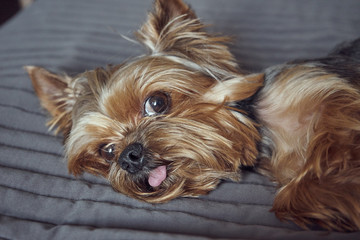 yorkshire terrier lies asleep on the bed 