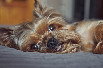 yorkshire terrier lies asleep on the bed 