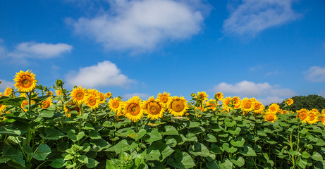 Obraz premium A field of blooming sunflowers against a blue sky on a sunny day.