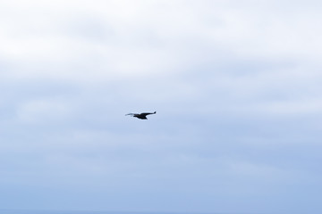 A lonely wild bird flying in the sky