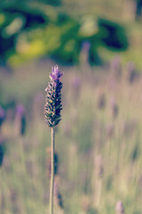 Purple lavender flower on beautiful bokeh background.