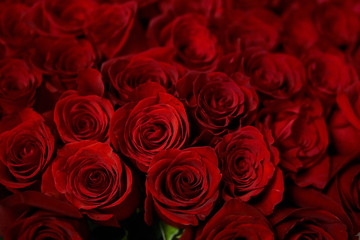 A large bouquet of red roses