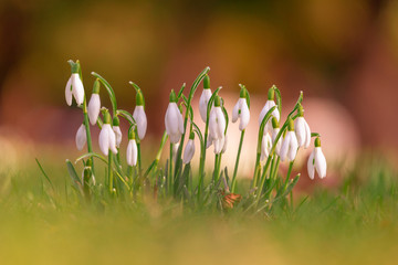 Schneeglöckchen auf grüner Wiese im Frühling. Schneeglöckchen  im Februar. Blühende Schneeglöckchen.