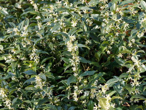 Sarcococca confusa . Le Sarcocoque confus avec ses branches aux feuilles vertes luisantes, ses grappes de petites fleurs blanc cr&egrave;me 