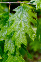 Shiny young leaves of a red oak tree, Quercus rubra.