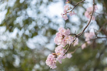 close up of Pink trumpet tree 