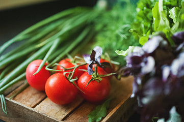 The natural texture of ripe juicy farm vegetables close-up and copy space. Tomatoes, greens, basil, onion, dill, parsley, garlic on a dark background, the concept of healthy food, toned photo