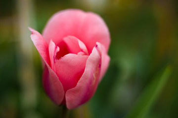 pink  tulip close-up 