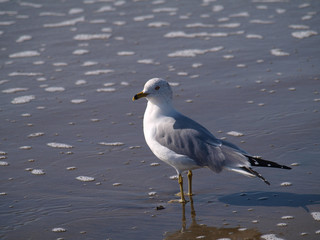 Gull