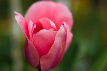 pink  tulip close-up 