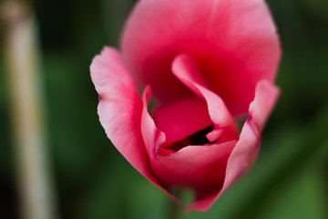 pink  tulip close-up 