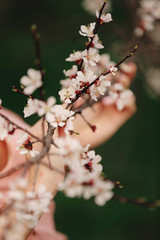 Spring Cherry blossoms, sakura almond pink flowers