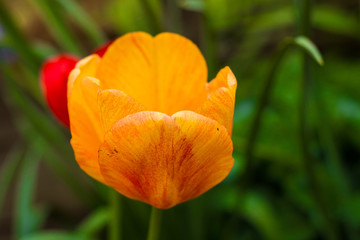yellow tulip close-up 