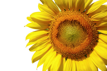 Naklejka premium sunflower isolated on white background