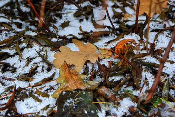Snow and leaves