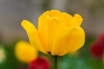 yellow tulip close-up 