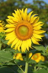 beautiful sunflower blossom blooming in natural garden