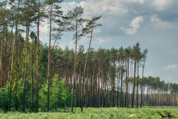 bór sosnowy z wyciętymi połaciami lasu, wysokie piękne zdrowe sosny © Jarek Witkowski