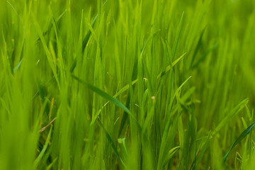 Fototapeta na wymiar grass close-up background