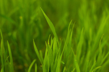 grass close-up background