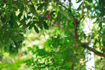 green bokeh light through tree in summer nature, abstract blur image background