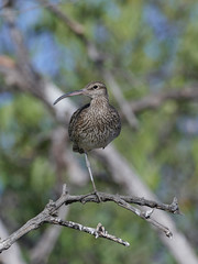Whimbrel (Numenius phaeopus)