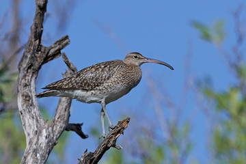 Whimbrel (Numenius phaeopus)