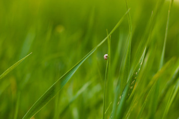 little snail on grass close-up background
