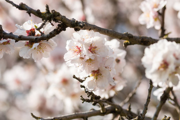 The almond tree blooms