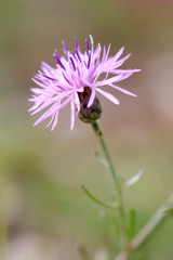 Skabiosen-Flockenblume (Centaurea scabiosa) Blüte