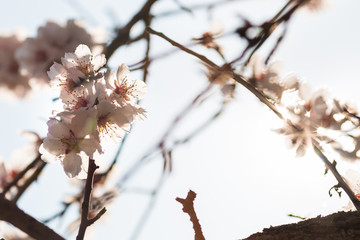 The almond tree blooms