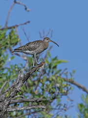 Whimbrel (Numenius phaeopus)