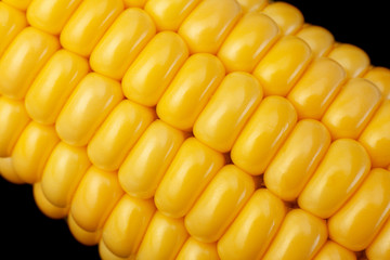 Corn vegatable closeup background